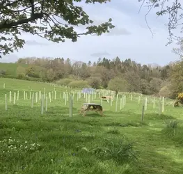 Picnic Tables